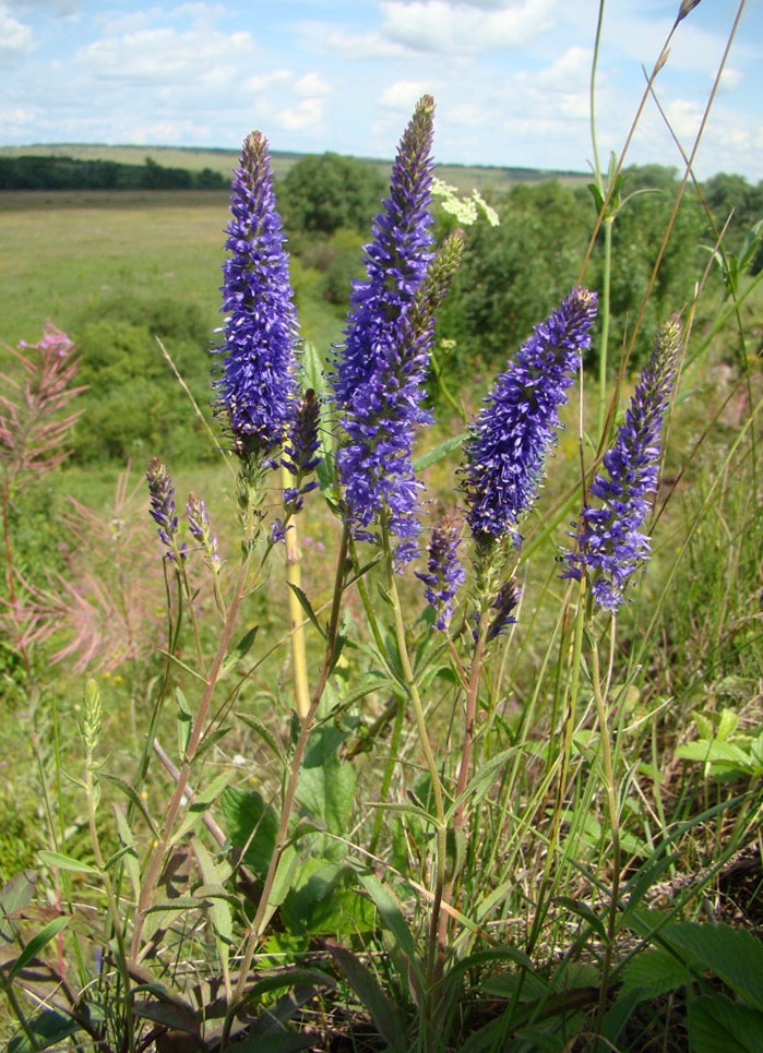 Image of Veronica spicata specimen.