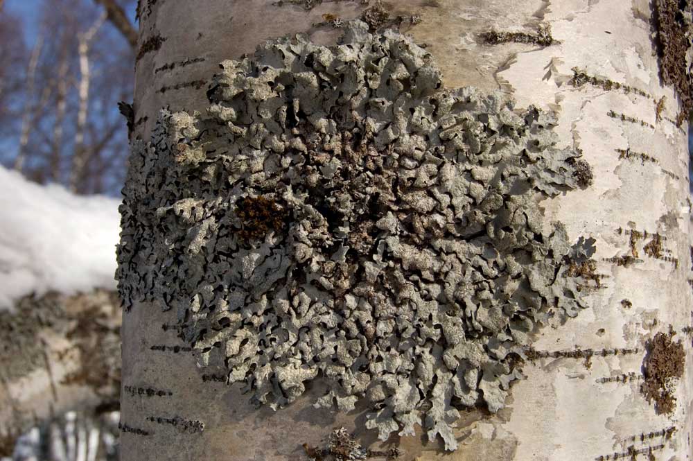 Image of Parmelia sulcata specimen.