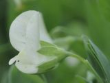 Lathyrus aphaca