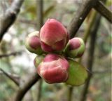 genus Chaenomeles