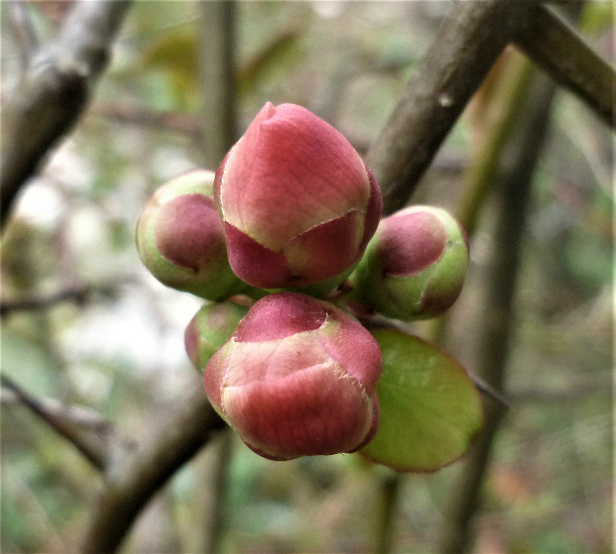 Image of genus Chaenomeles specimen.