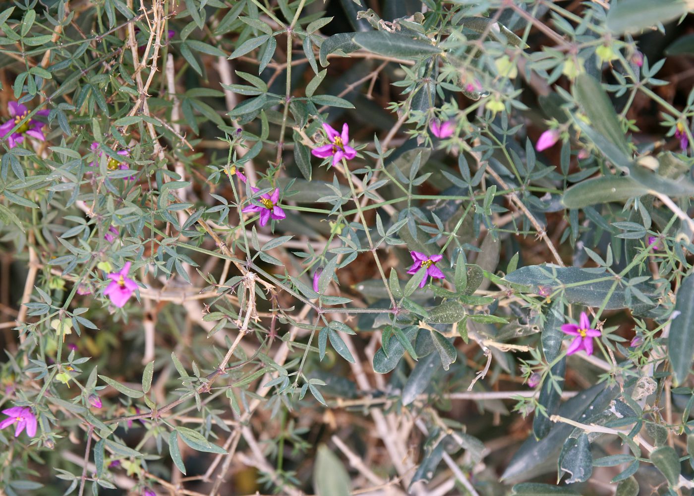 Image of Fagonia cretica specimen.