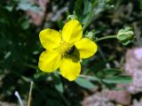 Potentilla orientalis. Цветок. Узбекистан, Ташкентская обл., Бостанлыкский р-н, склон отрогов Чаткальского хр. над ж.-д. ст. Ходжикент. 10.05.2008.