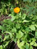 Calendula officinalis. Цветущее растение (убежавшее с дачных участков). Свердловская обл., окр. г. Североуральск, опушка соснового леса. 19.08.2014.