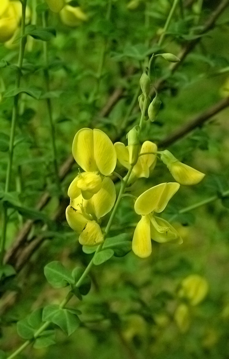 Image of Cytisus sessilifolius specimen.