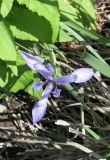 Iris lactea