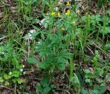 Ranunculus cassubicus. Цветущее растение. Московская обл., Раменский р-н, окр. ж.-д. платформы Хрипань, смешанный лес. 16.05.2017.
