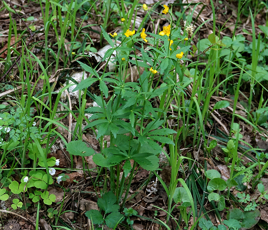 Image of Ranunculus cassubicus specimen.