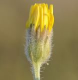 genus Crepis