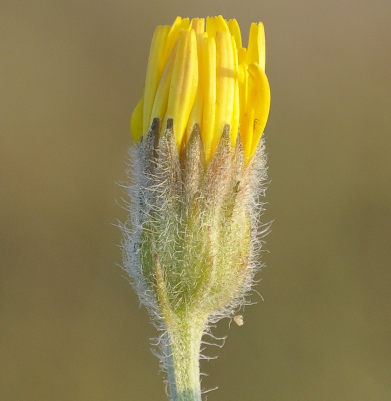 Изображение особи род Crepis.