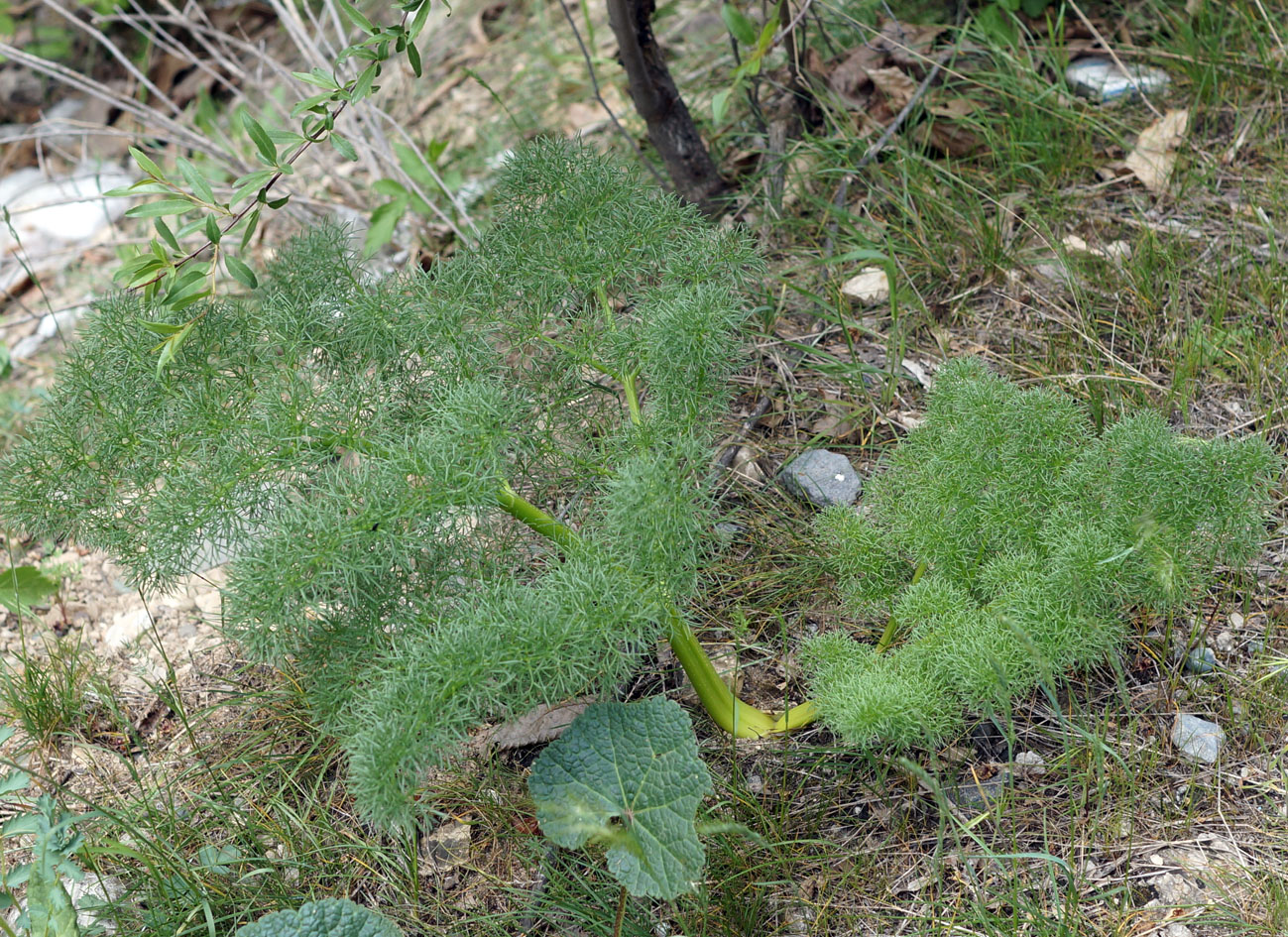Image of Prangos ferulacea specimen.