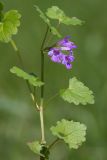 Glechoma hederacea