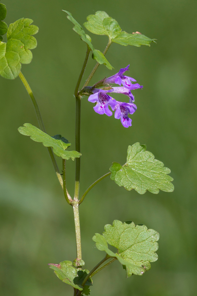 Image of Glechoma hederacea specimen.