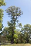 Populus alba. Старое дерево. Грузия, Горийский р-н, окр. с. Уплисцихе, парк. 01.05.2017.
