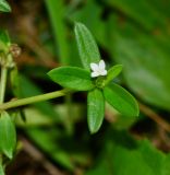 Hedyotis pterita