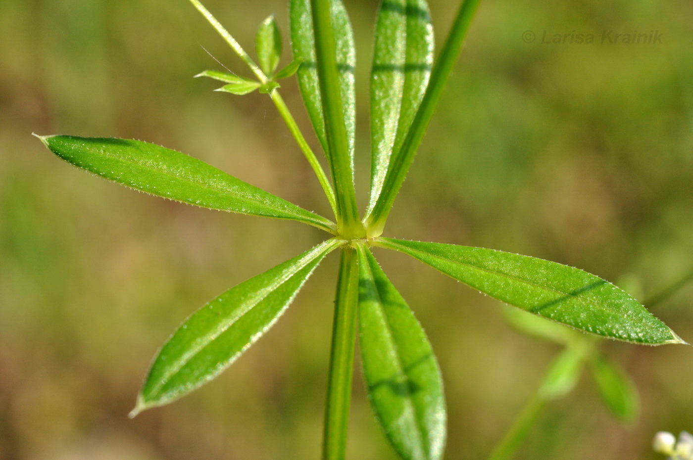 Изображение особи Galium davuricum.