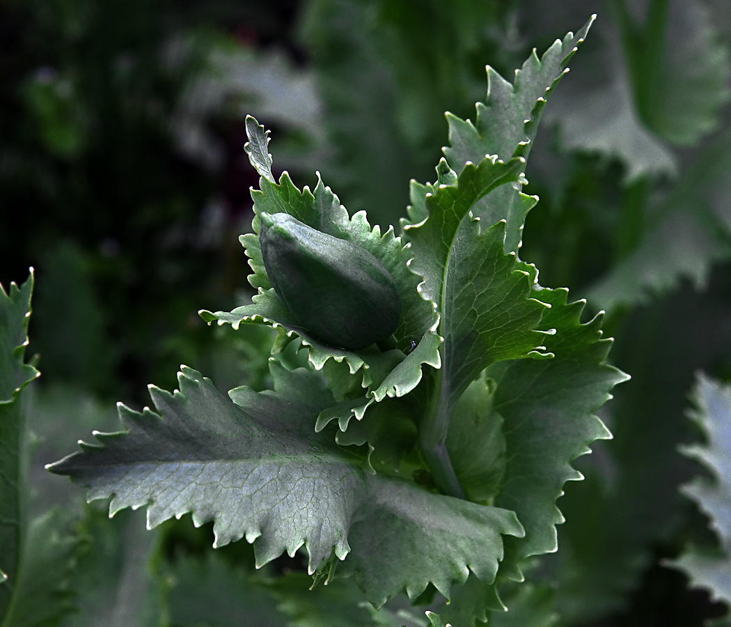 Image of Papaver somniferum specimen.