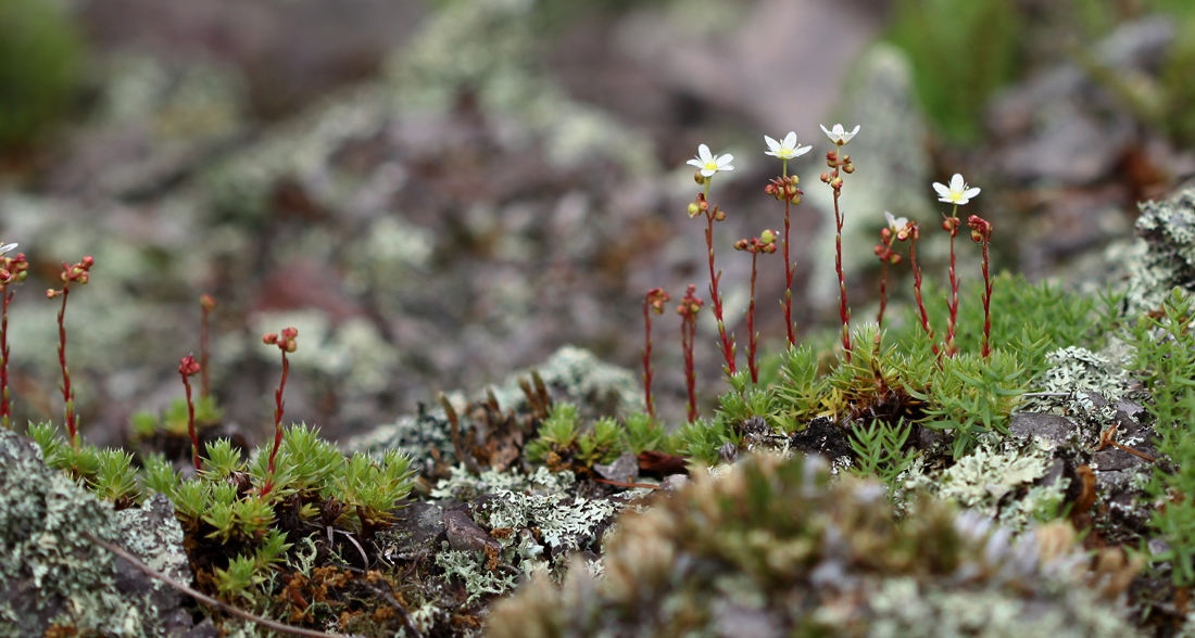 Изображение особи Saxifraga ascoldica.