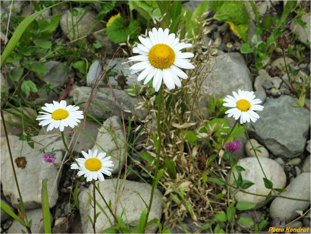 Изображение особи Leucanthemum vulgare.