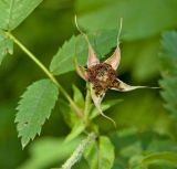 Rosa viarum