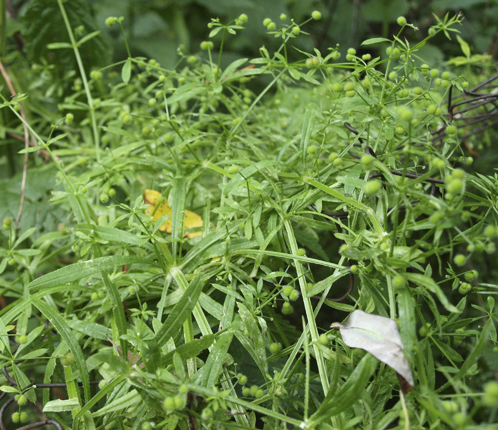 Изображение особи Galium aparine.