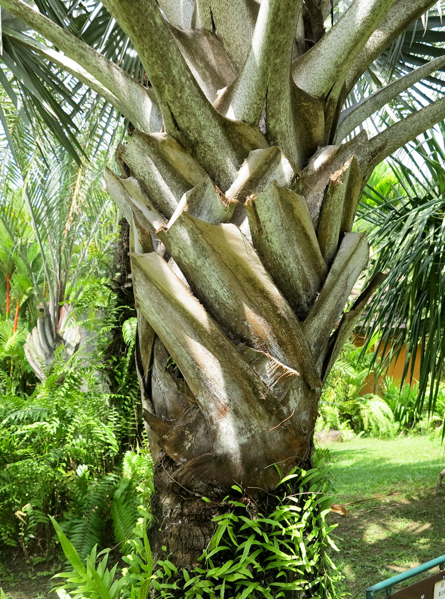 Image of Bismarckia nobilis specimen.