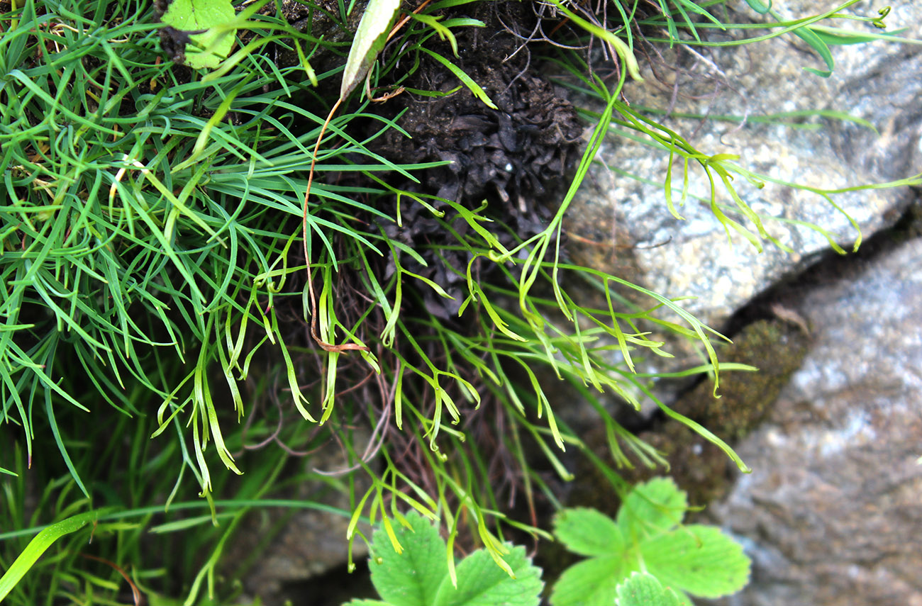 Image of Asplenium septentrionale specimen.