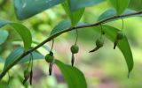 Polygonatum odoratum