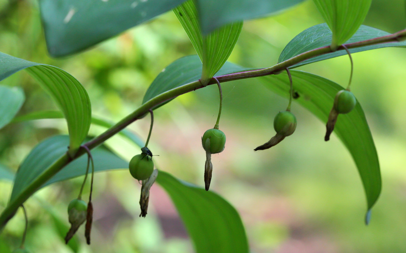 Изображение особи Polygonatum odoratum.