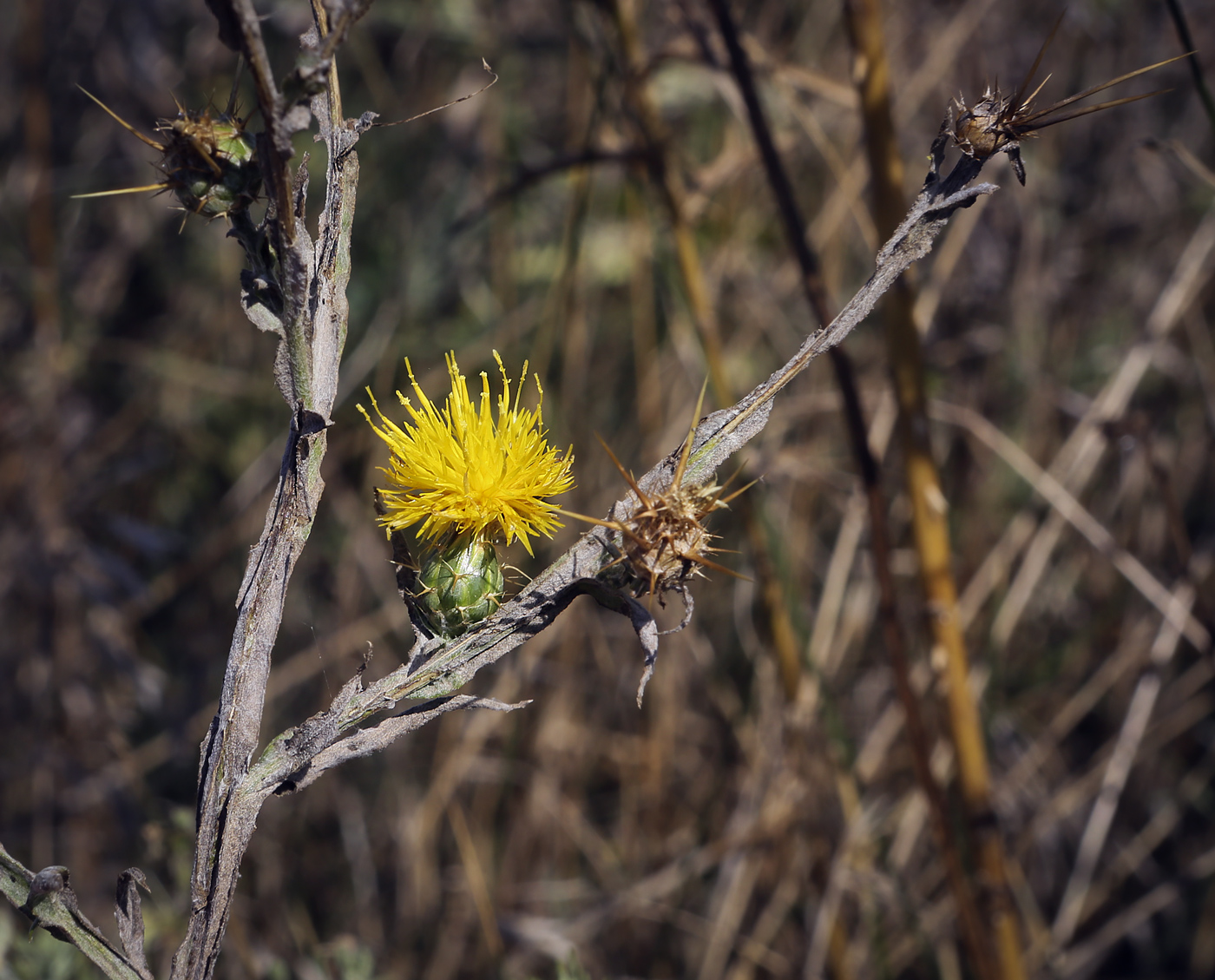 Изображение особи Centaurea solstitialis.