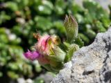 Teucrium microphyllum. Цветки и чашечка отцветшего цветка. Греция, о-в Крит, ном Ханья (Νομός Χανίων), дим Сфакион (Δήμος Σφακίων), горный массив Лефка Ори (Λευκά Όρη), 1300 м н.у.м., среди камней. 21 июня 2017 г.