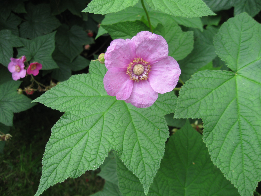 Image of Rubus odoratus specimen.