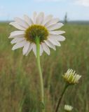 Tripleurospermum inodorum. Верхушка побега с соцветием. Краснодарский край, Темрюкский р-н, гора Дубовый Рынок, разнотравно-злаковый луг на пологой вершине. 17.06.2017.