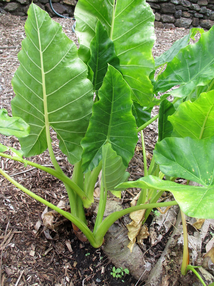 Image of genus Alocasia specimen.