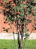 Sorbus hybrida. Часть кроны плодоносящего дерева. Москва, Александровский сад, в культуре. 25.08.2015.