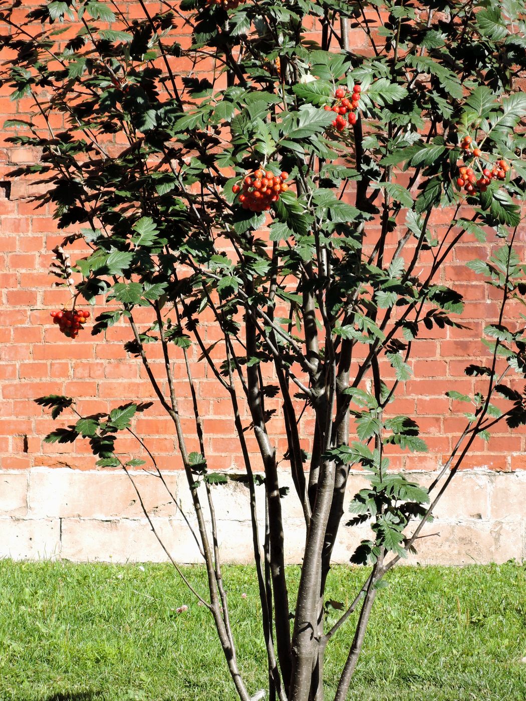 Изображение особи Sorbus hybrida.