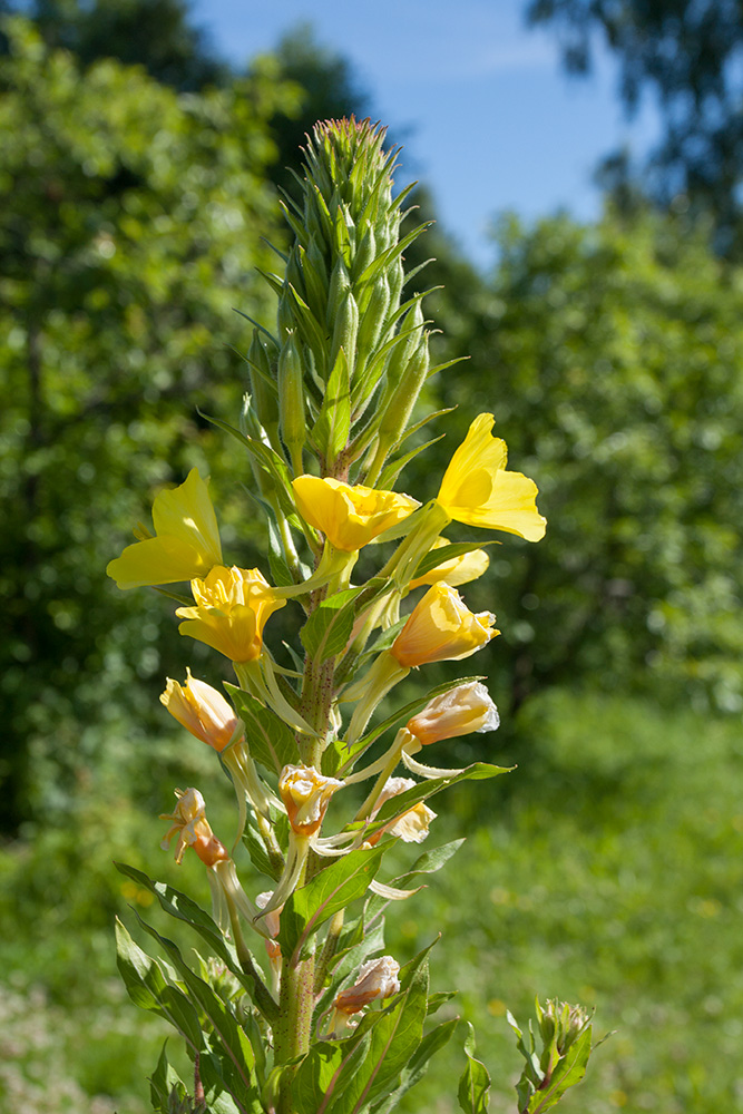 Изображение особи Oenothera rubricaulis.