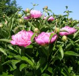 Paeonia lactiflora. Верхушки цветущих побегов (махровый культивар). Восточный Казахстан, Уланский р-н, с. Украинка, дачный участок. 07.06.2008.