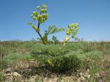 Ferula pallida