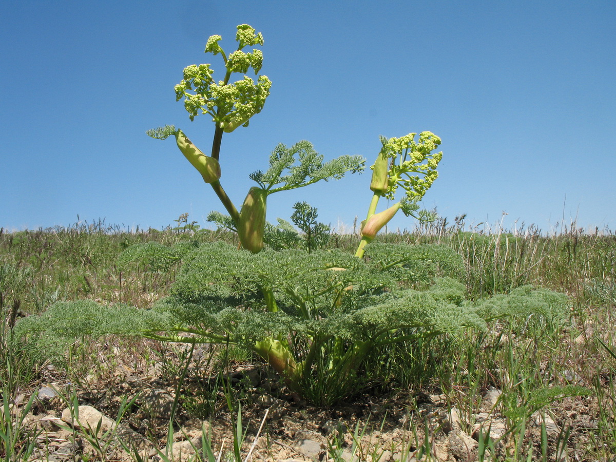 Изображение особи Ferula pallida.