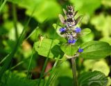 Ajuga reptans