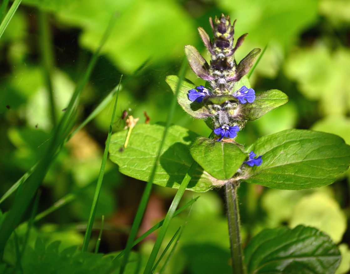 Image of Ajuga reptans specimen.
