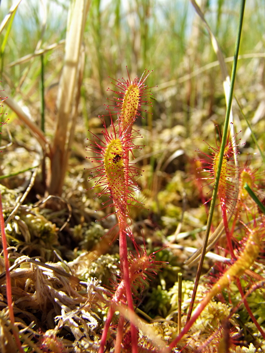 Изображение особи Drosera anglica.