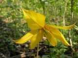 Tulipa biebersteiniana. Цветок (Tulipa quercetorum). Днепропетровская обл., байрачный лес правого притока р. Самара, южнее с. Попасное. 02.05.2010.