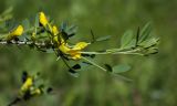 Chamaecytisus ruthenicus