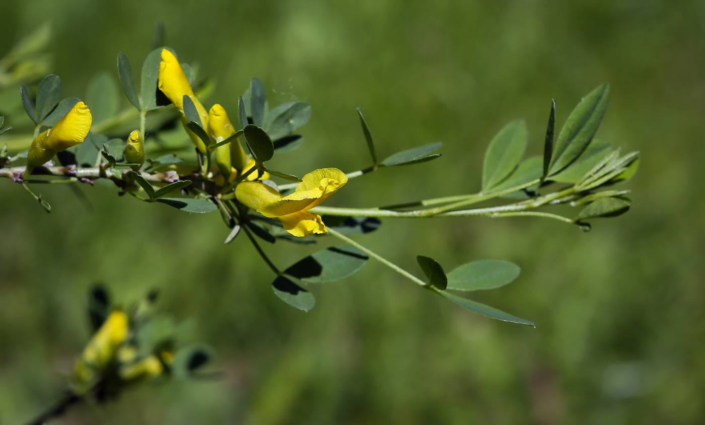 Изображение особи Chamaecytisus ruthenicus.