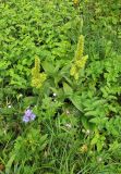 Veratrum oxysepalum