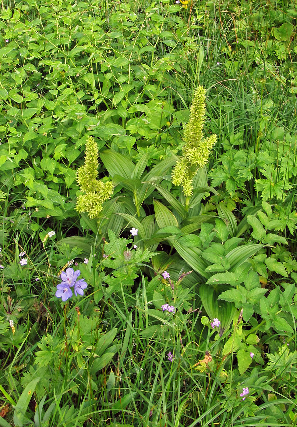 Изображение особи Veratrum oxysepalum.