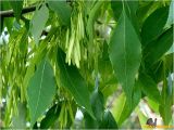 Fraxinus pennsylvanica. Часть ветви с соплодиями. Украина, Николаевская обл., Николаевский горсовет, г. Николаев, Заводской р-н, Намыв, парк \"Лески\". 02.06.2017.