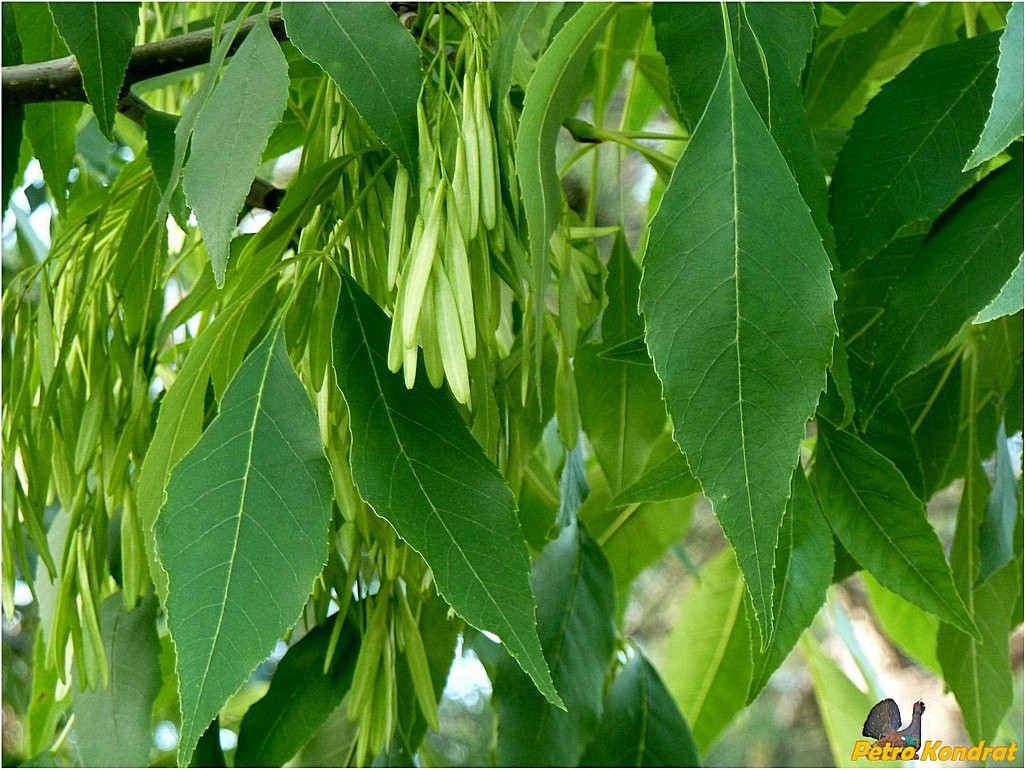 Image of Fraxinus pennsylvanica specimen.